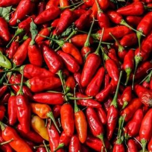 Peri Peri Birds Eye Chilli, Color : Red