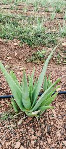 Aloe Vera Leaves