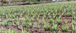 Alovera Plant
