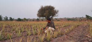 Fresh Aloevera Plant