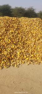 Coated Indrayan Fruit (Tuba), Color : Yellow