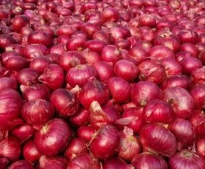 Organic Red Onion, Shape : Round, Packaging Type : Gunny Bag