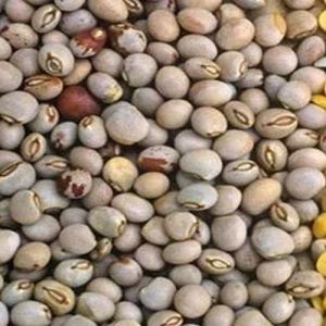 Brown Organic Pigeon Peas, Seed Type : Natural