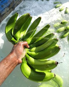 Fresh Banana Fruit