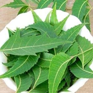 Organic Indian Lilac Leaves, Color : Green