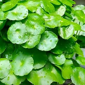 Organic Indian Pennywort Leaves, Color : Green