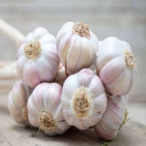 Organic Fresh Garlic, Color : Creamy