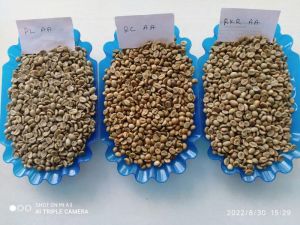 Washed Arabica Coffee Beans, Color : Green, Form : Powder, Grade : Premium