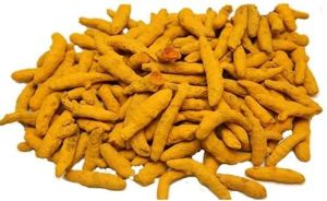 Maharashtra Turmeric Finger