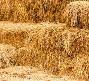 Paddy Straw Cattle Feed