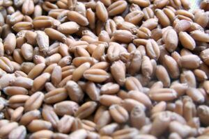 Wheat Grains, Color : Brown, Packaging Type : Bag