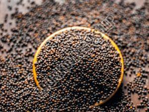 Natural Black Mustard Seeds, Packaging Size : 10 Kg, Packaging Type : Bag