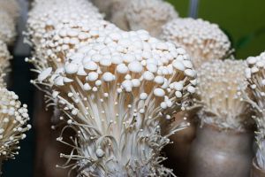 Organic Enoki Mushroom