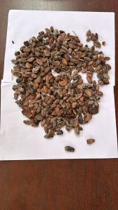 Coca Seeds