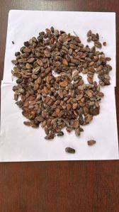 Coca Seeds