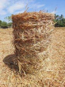 Wheat Straw