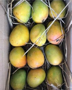 Fresh Kokan Hapus Mango-The King of Mangoes