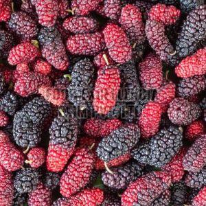 Natural A Grade Fresh Mulberry, Color : Red Black For Human Consumption