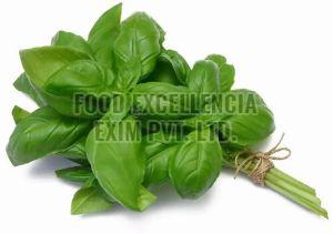 Fresh Basil Leaves, Color : Green, Purity : 99%