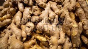 Fresh Ginger, Color : Brown, Packaging Size : 50 Kg