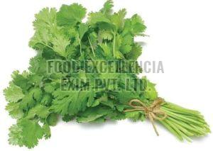 Natural Fresh Green Coriander Leaf, Purity : 99%, Packaging Size : 10 Kg