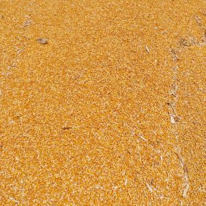 Natural Maize, Color : Yellow 13-14%, Packaging Size : 50Kg