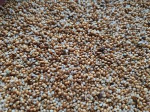 Organic Kutki Millet Seeds, Seed Type : Hybrid