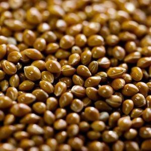 Organic Proso Millet Seeds, Color : Brown