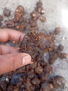 Caladium Plants Bulb