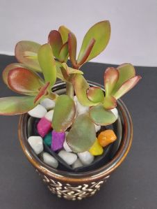 Crassula Plant