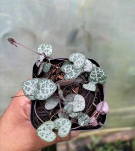 String Of Heart Plants