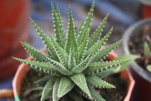 Zebra Haworthia Plant