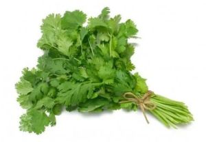 Natural Fresh Coriander Leaves, Color : Green, Packaging Size : 10Kg