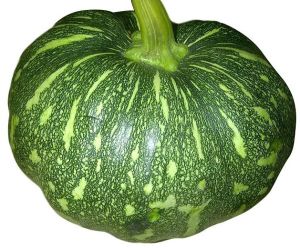 Fresh Green Pumpkin