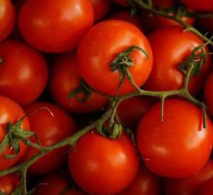 Fresh Red Tomato