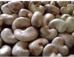 Natural Benin Raw Cashew Nuts, Form : Loose