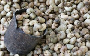 Natural Mozambique Raw Cashew Nuts, Shape : Curve, Form : Loose