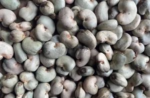 Tanzania Raw Cashew Nuts