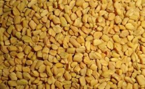 Natural Fenugreek Seed, Color : Yellow, Grade Standard : Food Grade