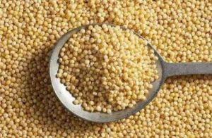 Natural Foxtail Millet Seed, Purity : 99%