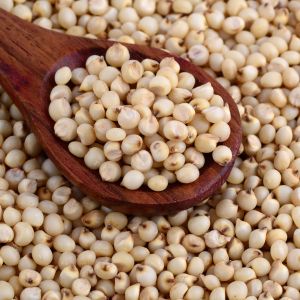 Sorghum Millet