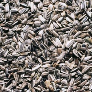 Organic Sunflower Seeds, Color : Black 9%, Packaging Size : 5-25kg