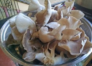 Natural A Grade Dried Oyster Mushroom, Packaging Size : 1Kg