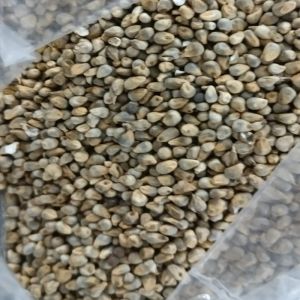 A Grade Pearl Millets