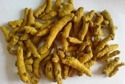 Lakadong Turmeric Finger