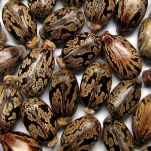 Organic Arandi Seeds Dried, Grade Standard : Medicine Grade