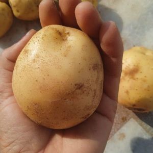 Fresh Potato