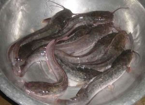 Mangur Fish, Color : Black Fresh, Freezing Process : Cold Storage