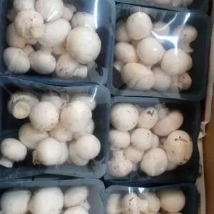 Organic Fresh Button Mushroom, Packaging Size : 25Kg