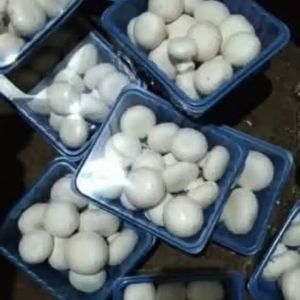 Fresh Button Mushrooms